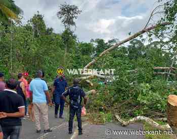 Politieman gewond bij verwijderen omgevallen boom op Oost-Westverbinding - Waterkant