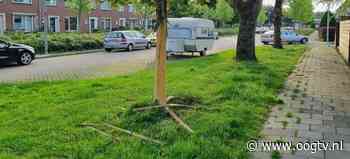 Vandalen gaan tekeer op boom aan Reddingiusweg in Hoogkerk - Oog TV