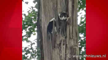 Urenlange reddingsactie voor kat in boom bij Sloterplas - NH Nieuws