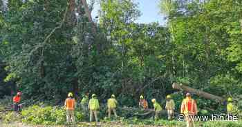 Brandweer verwijdert omgewaaide boom in Damsakkerdreef | Waasmunster | hln.be - Het Laatste Nieuws