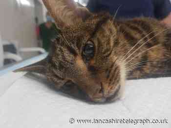 Cat saved by RSPCA needed leg amputation after mill cellar rescue