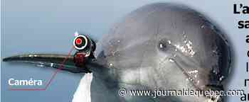 Les dauphins commandos à la rescousse