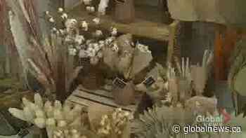 Fredericton flower shop flourishes despite pandemic - Global News