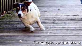 Was Hunde in Ulm dürfen - und was nicht