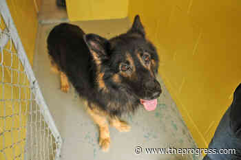 VIDEO: Find Me My Furever Home – Zen at the Chilliwack SPCA – Chilliwack Progress - Chilliwack Progress