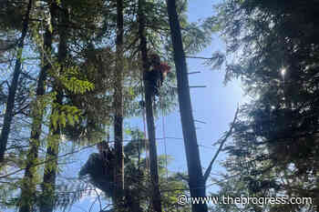 Search and Rescue saves paraglider from tree near Agassiz – Chilliwack Progress - Chilliwack Progress