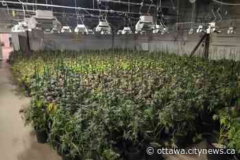 OPP seize 7600 pot plants near Renfrew - Ottawa.CityNews.ca