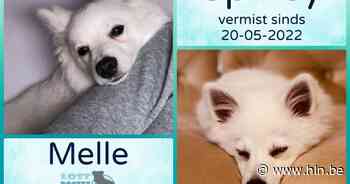 Vermiste hond in Melle: wie heeft Spikey gezien? - Het Laatste Nieuws