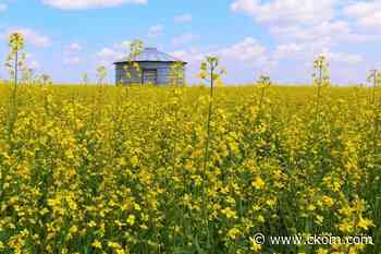 Saskatchewan ag minister glad about China dropping canola ban - CKOM News Talk Sports