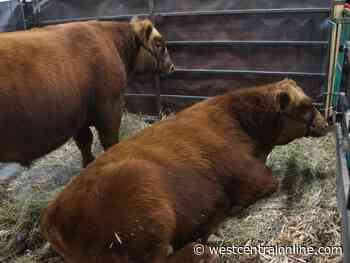 Cattle require good mineral program - WestCentralOnline.com