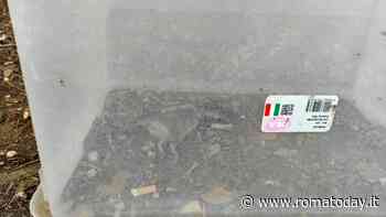 Fleming, dopo i cinghiali anche i ratti diventano un problema