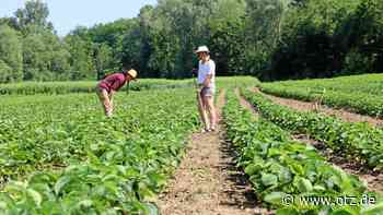 Erdbeerfeld in Schöps öffnet