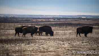 New bison exhibit at Wanuskewin coincides with birth of baby bison at park