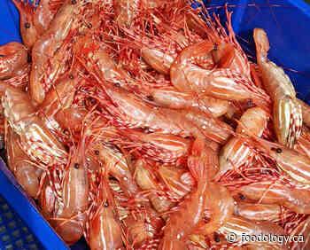 The first-ever Steveston Spot Prawn and Seafood Celebration - Foodology