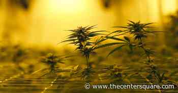 Louisiana bill could protect state employees who use medical marijuana - The Center Square