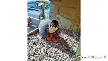 Falcon eggs could hatch this week