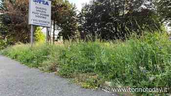 Erba alta, divampa la polemica: "Torino fuori dal centro sembra una giungla abbandonata" - TorinoToday