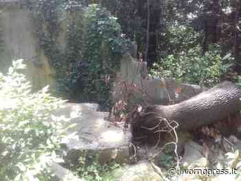 Villa Letizia, il muro crollato e l'erba alta (Foto e video) - Livornopress - notizie livorno - Livorno Press