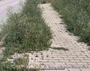 Erba troppo alta nell'area del parco 8 Marzo - Qui News Valdicornia