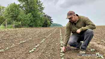 Landregen im Raum Zeitz zur richtigen Zeit? - Mitteldeutsche Zeitung