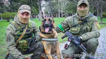 Russischer Kriegshund wechselt die Seiten, nachdem er von ukrainischen Soldaten gerettet wurde