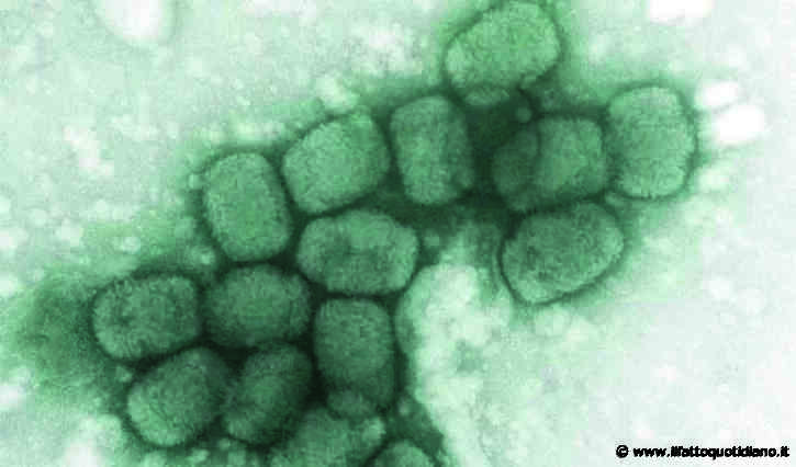 Vaiolo delle scimmie, in Italia 5 casi. Lo Spallanzani: “Virus correlato a focolai europei e in particolare a quello delle isole Canarie”