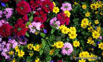 In regalo con il Giornale di Merate i semi di coloratissimi Fiori d'estate - Prima Merate