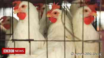 Cost of living: Rise in food export curbs sparks concerns