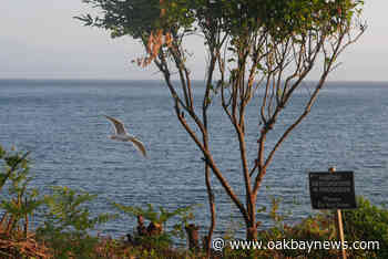 Heavy lifting done for McNeill Bay bluff restoration – Oak Bay News - Oak Bay News