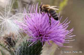 „Blütenvielfalt bringt Artenvielfalt zurück“: Klimaschutz-Messe am 21.5. in Kernen - Zeitungsverlag Waiblingen