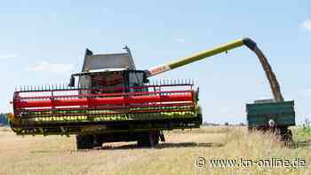 „Korn-Krieg“: Wie andere Länder auf die drohende Nahrungskrise reagieren