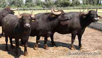 Sesto giorno di sciopero della fame per gli allevatori del comparto bufalino a Casal di Principe | - CasertaWeb