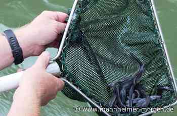 Zehntausende Aale in die Freiheit entlassen - Lampertheim - Nachrichten und Informationen - Mannheimer Morgen