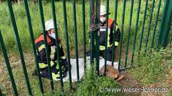 Befreiung eines Rehs endet tragisch - WESER-KURIER