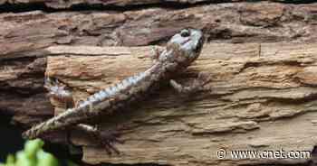 Watch Skydiving Salamanders Show Off Their Impressive Aerial Skills     - CNET