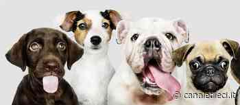 Ardea, nuovo appuntamento con il “Microchip Day“: quando e come prenotare - Canale Dieci