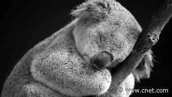 A World Without Koalas? What We Can Do Before It's Too Late     - CNET