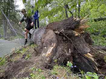 Pellerin: The storm showed who Ottawa really is, beneath the surface