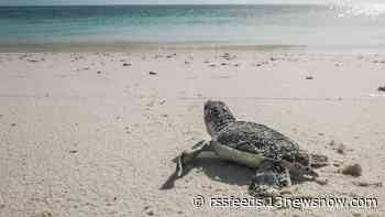 Virginia Aquarium readies for 3rd annual Turtle Trot 5K
