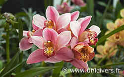 Tout savoir sur les orchidées Audenge samedi 28 mai 2022 - Unidivers