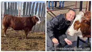 Meadow Lake Agricultural Society gearing up for 4-H Livestock Show and Sale - meadowlakeNOW