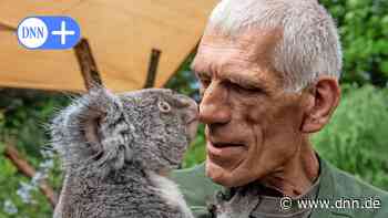 Dresden: Koala-Weibchen Sydney ist zurück im Zoo - Dresdner Neueste Nachrichten