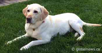 RIP Smudge, the Fairmont Hotel Macdonald ambassador dog