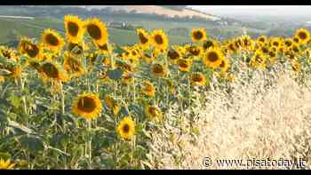 Arriva a Pisa 'Quando tu sei vicino a me' di Laura Viezzoli - PisaToday