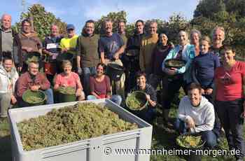 Ein Hirschberger Riesling zu Wallats Ehren - Hirschberg - Nachrichten und Informationen - Mannheimer Morgen