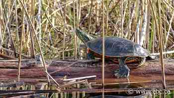 The beauty of painted turtles and where you can see them this spring