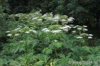 Stadt Chemnitz warnt: Wenn Ihr diese Pflanze im Garten habt, müsst Ihr sofort handeln - TAG24