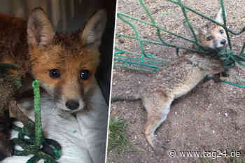 Chemnitz: Kleiner Fuchs hängt völlig hilflos in Kletternetz fest - TAG24
