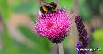 Gemeente viert Week van de Bij met gratis bloemenzaad - Het Laatste Nieuws