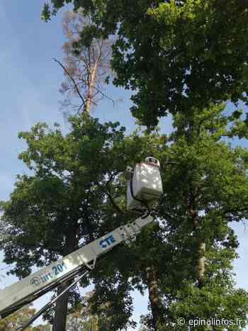 Lac de Bouzey - Intervention en cours contre les chenilles processionnaires - Epinal infos - Epinal Infos